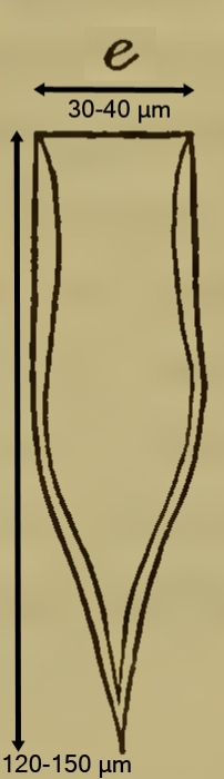The original illustration of Parundella caudata as Tintinnus caudatus by Ostenfeld The original illustration of Parundella caudata as Tintinnus caudatus by Ostenfeld