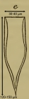 The original illustration of Parundella caudata as Tintinnus caudatus by Ostenfeld