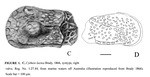 Cythere lactea Brady, 1866 - syntype  (from Warne, 2018, Fig. 1)