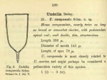 First illustration of Favella campanula as Undella campanula in Schmidt 1902