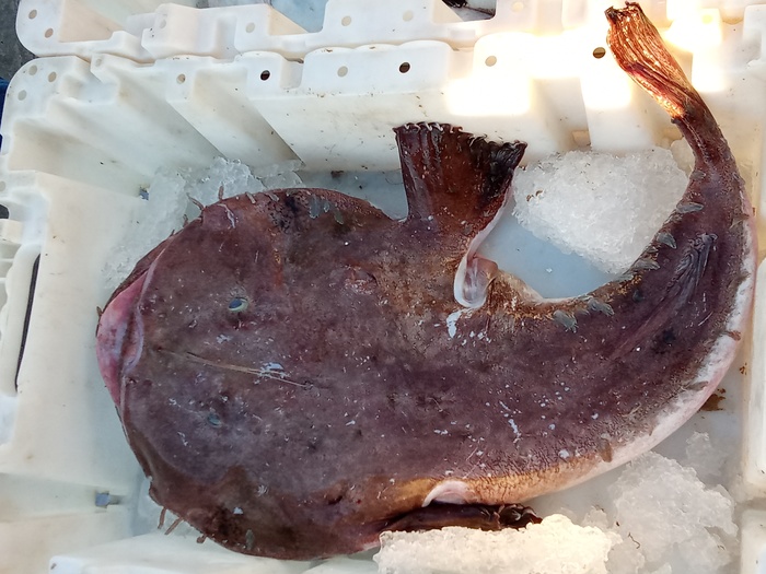 Lophius, Fig.2 Lophius, Fig.2