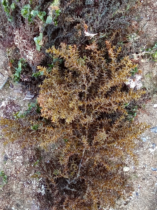 Ericaria selaginoides, Fig.1