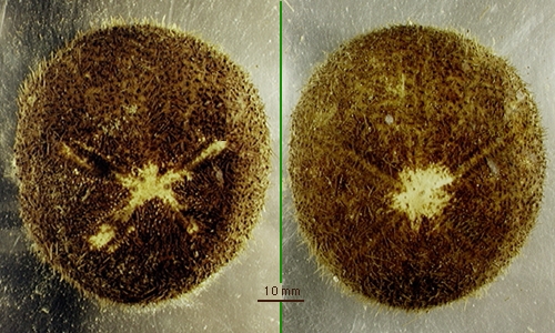 Genicopatagus affinis Genicopatagus affinis