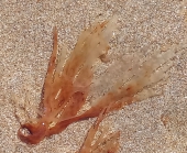 Dictyotophycidae, Fig.1