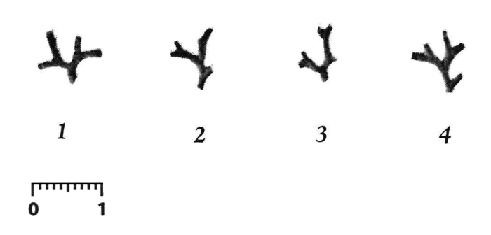 Schizammina galatheae Nørvang, 1961