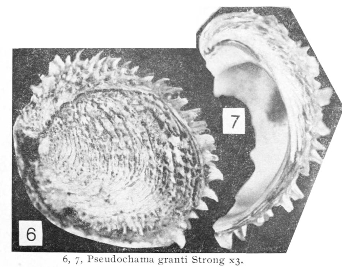 Pseudochama granti, original figure pl. 8 fig. 6-7