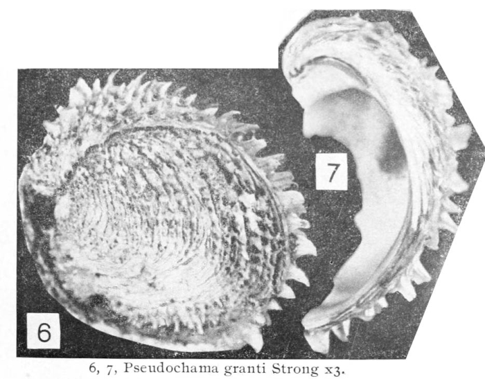 Pseudochama granti, original figure pl. 8 fig. 6-7 Pseudochama granti, original figure pl. 8 fig. 6-7