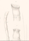 Heteromaldane aequalis Plate 18 of Ehlers 1908