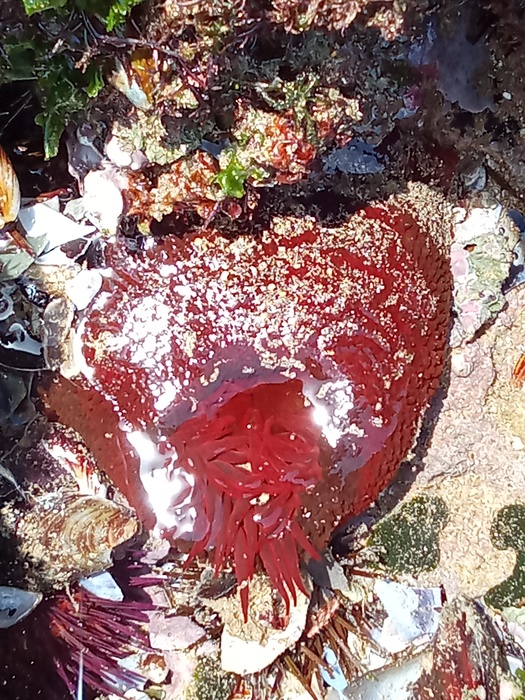 Actinia equina, Fig.2 Actinia equina, Fig.2