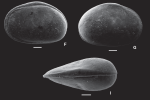 Cytherella semicatillus Ceolin & Whatley, 2015 - SEM from Holotype from original paper