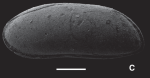 Argilloecia abnormalis Ceolin & Whatley, 2015 - Holotype SEM from original paper