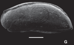 Argilloecia concludus Ceolin & Whatley, 2015 - Holotype SEM from original paper