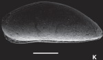Argilloecia hydrodynamicus Ceolin & Whatley, 2015 - Holotype SEM from original paper