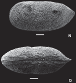 Bythoceratina cheleutos Ceolin & Whatley, 2015 - Holotype SEM from original paper