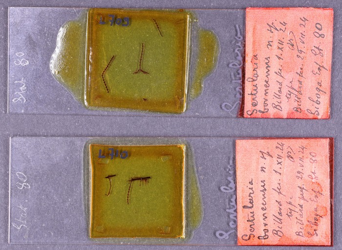 Part of holotype Part of holotype