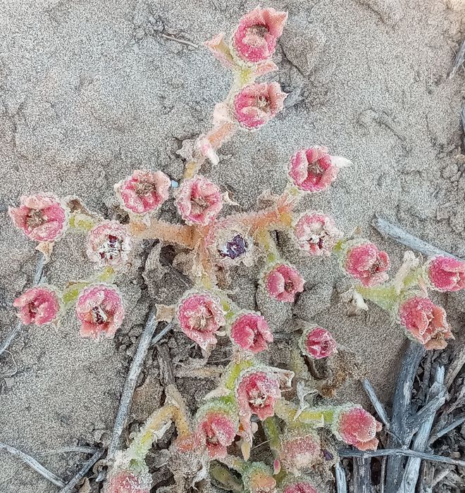 Mesembryanthemum crystallinum, Fig.1