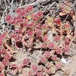 Mesembryanthemum crystallinum, Fig.2