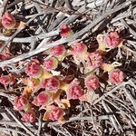 Mesembryanthemum crystallinum, Fig.3