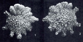 Calcarina spengleri (Gmelin, 1791) = Calcarina hispida (see ICZN (2006) Opinion 2156)