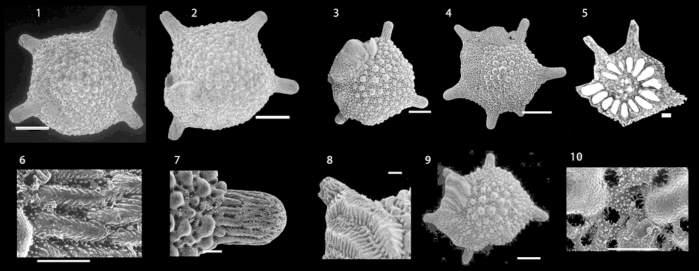 Calcarina spengleri (Gmelin, 1791) Calcarina spengleri (Gmelin, 1791)