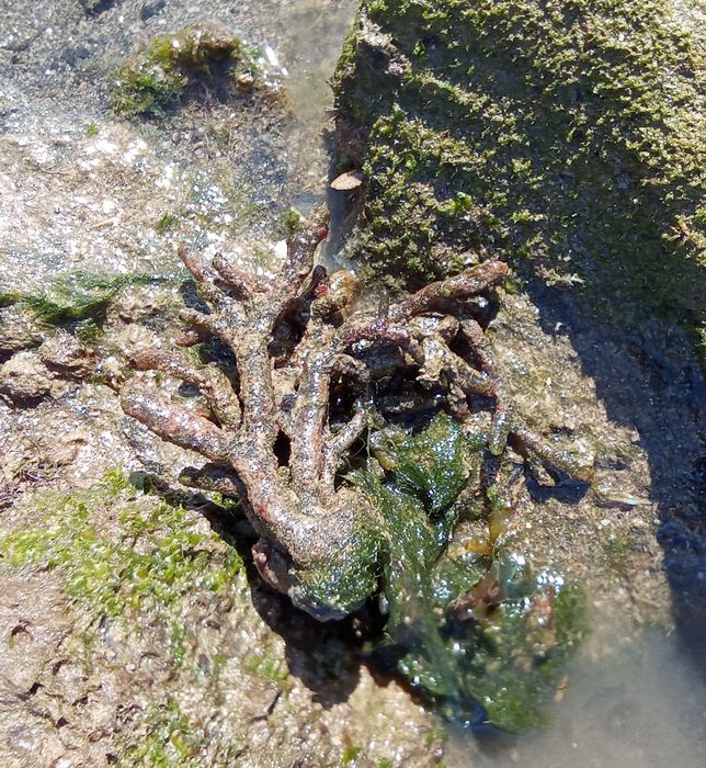 Codium extricatum, Fig.1 Codium extricatum, Fig.1