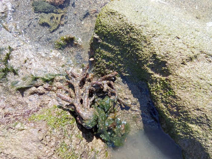 Codium extricatum, Fig.2 Codium extricatum, Fig.2