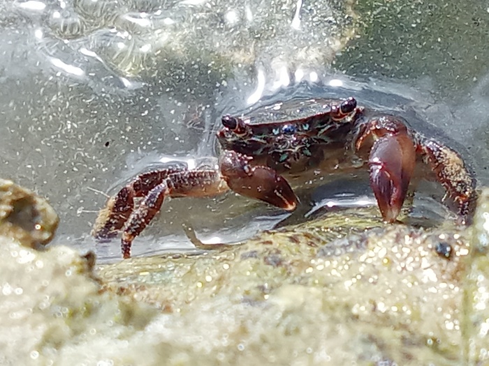 Pachygrapsus marmoratus, Fig.9