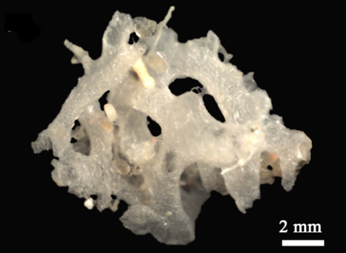 Ascandra alba Fonseca et al. 2023 Ascandra alba Fonseca et al. 2023