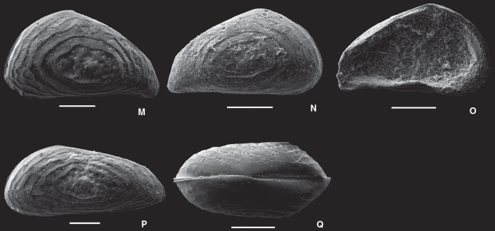 Eucythere dinetos Ceolin & Whatley, 2015 - SEM valves images from original paper