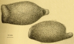 Helgocystis carinata