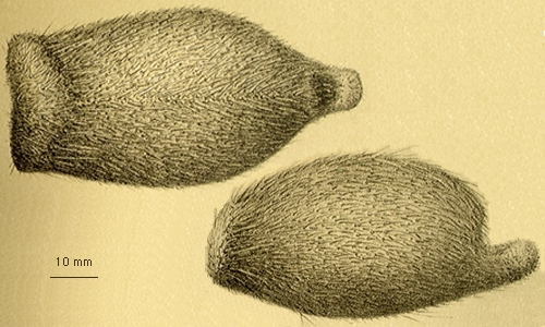 Helgocystis carinata Helgocystis carinata