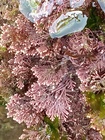 Corallina officinalis, Fig.3