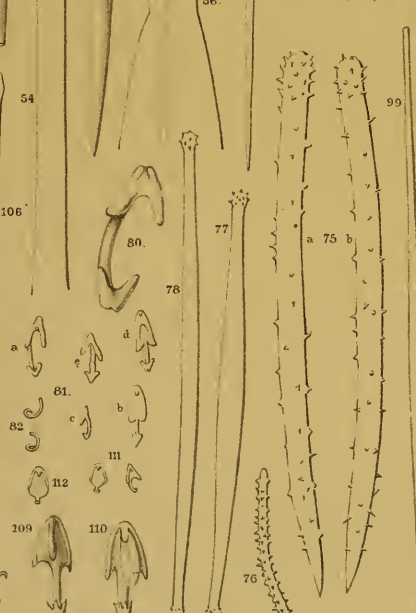 Iophon piceum, Plate III figs. 75�82