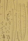Iophon piceum, Plate III figs. 7582