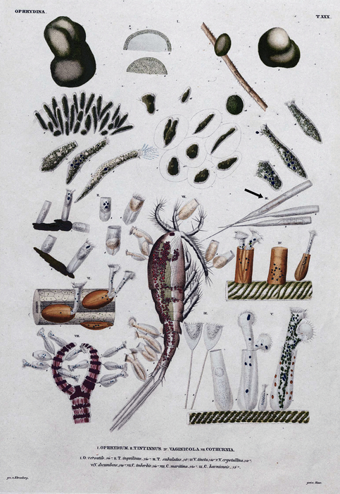 Plate 30 from Ehrenberg 1838