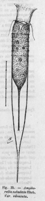Amphorella subulata var. edentata from Fauré-Fremiet 1924