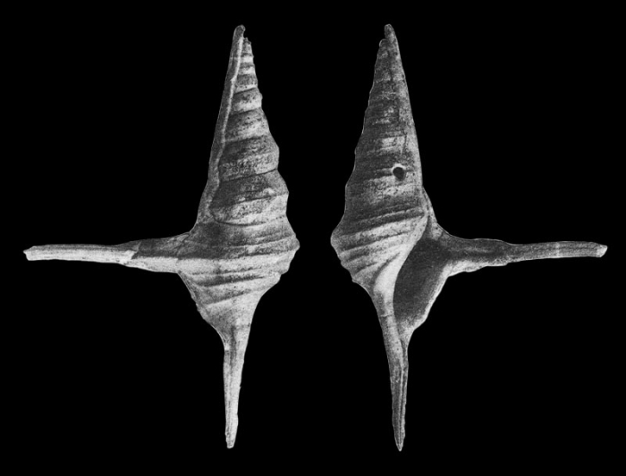 Chenopus plateaui Cossmann, 1904, pl. V, figs. 16-20 Chenopus plateaui Cossmann, 1904, pl. V, figs. 16-20