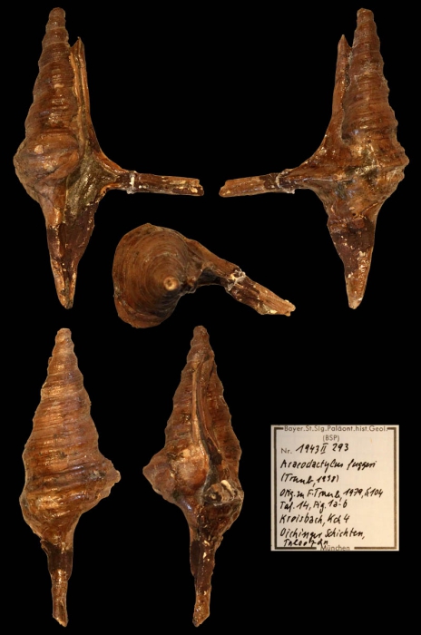 Araeodactylus fuggeri (Traub, 1938)