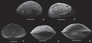 Cytheropteron translimitares Ceolin & Whatley, 2015 - SEM valves images from original paper