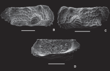 Hemingwayella verrucosus Ceolin & Whatley, 2015 - SEM valves images from original paper