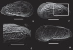 Heinia prostratopleuricos Ceolin & Whatley, 2015 - SEM valves images from original paper