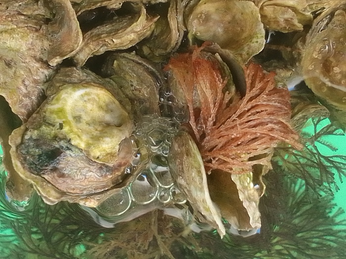 Buguloidea, Fig.1 Buguloidea, Fig.1