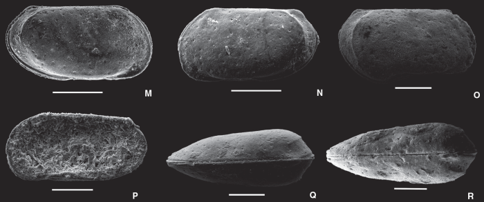 Loxoconcha posterocosta Ceolin & Whatley, 2015 - SEM valves images from original paper