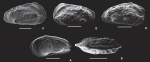 Paramunseyella epaphroditus Ceolin & Whatley, 2015 - SEM valves images from original paper