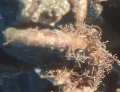 Polychaeta (bristle worms)