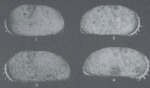Cypriedeis anterospinosa Purper & Ornellas, 1991 - SEM valves images from original paper