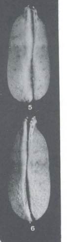 Cypriedeis anterospinosa Purper & Ornellas, 1991 - SEM valves images from original paper