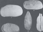 Chlamydocytheridea kotzianae Purper & Ornellas, 1991 - SEM valves images from original paper