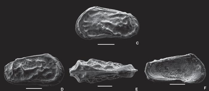 Munseyella costaevermiculatus Ceolin & Whatley, 2015 - SEM valves images from original paper