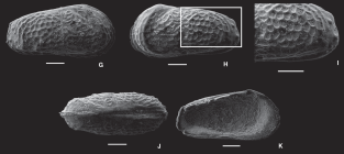 Ameghinocythere archaios Ceolin & Whatley, 2015 - SEM valves images from original paper